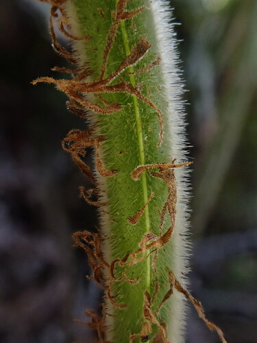 Hoiokula sandwicensis