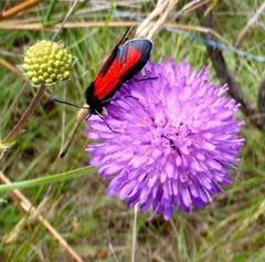 Zygaena erythrus