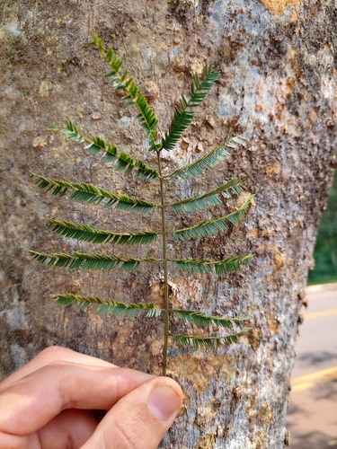 Pseudalbizzia niopoides