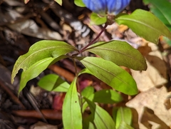 Gentiana villosa