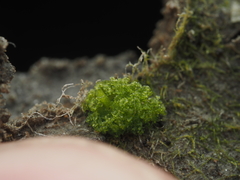 Riccia cavernosa