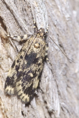 Barea codrella