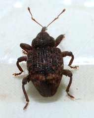 Conotrachelus posticatus