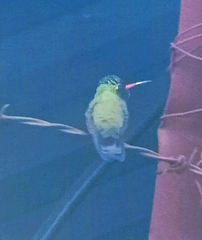 Cynanthus latirostris