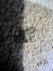 Digrammia continuata