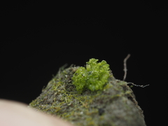 Riccia cavernosa