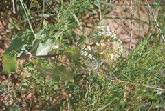 Asclepias arenaria