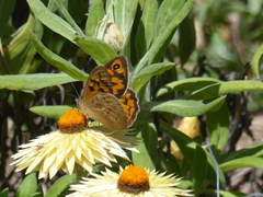 Heteronympha merope