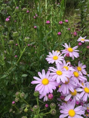 Senecio glastifolius