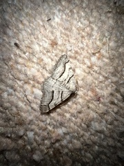 Digrammia continuata