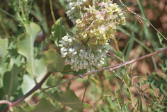 Asclepias arenaria