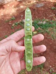 Albizia niopoides