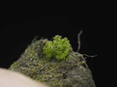 Riccia cavernosa