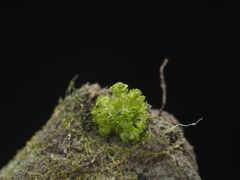 Riccia cavernosa