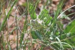 Asclepias arenaria
