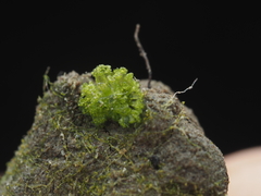 Riccia cavernosa
