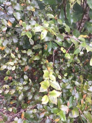 Pterophylla racemosa