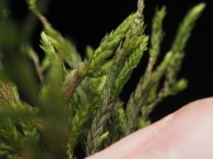 Climacium dendroides