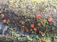 Scutellinia