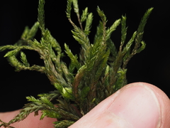 Climacium dendroides