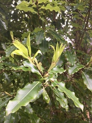 Pittosporum eugenioides
