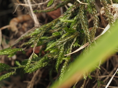 Climacium dendroides