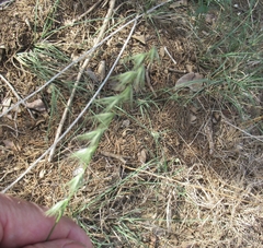 Bouteloua rigidiseta