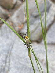 Chauliognathus misellus