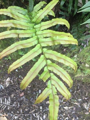 Blechnum novae-zelandiae