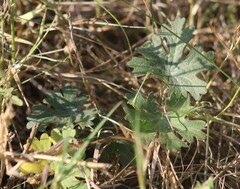 Callirhoe involucrata