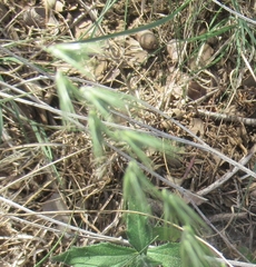 Bouteloua rigidiseta