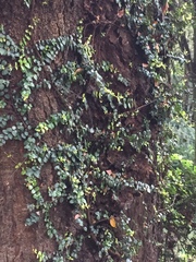 Metrosideros perforata