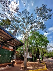 Albizia niopoides