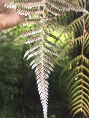 Cyathea dealbata