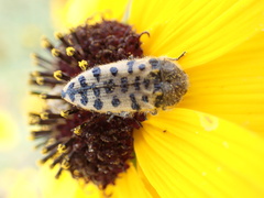 Acmaeodera maculifera