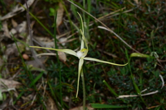 Caladenia versicolor