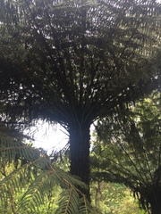 Cyathea dealbata