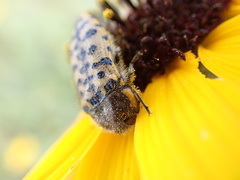 Acmaeodera maculifera