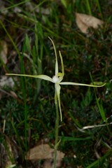 Caladenia versicolor