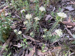 Pimelea humilis