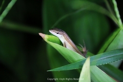 Takydromus sexlineatus