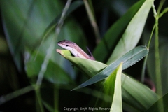 Takydromus sexlineatus