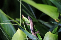 Takydromus sexlineatus