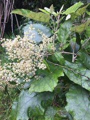 Brachyglottis repanda