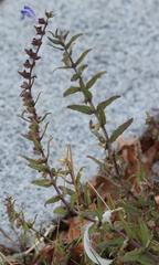 Scutellaria galericulata