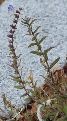 Scutellaria galericulata