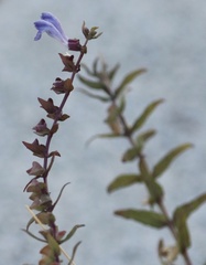 Scutellaria galericulata
