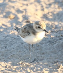 Charadrius pecuarius