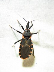 Triatoma sanguisuga