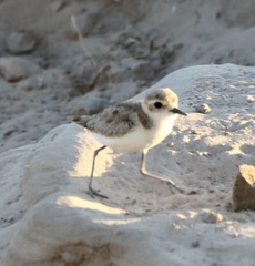 Charadrius pecuarius